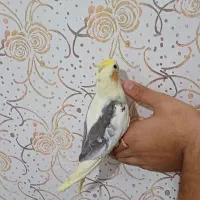 عروس هلندی ماده(لوتینو دوکت)۳ماه نیم.رام.و دستی|پرنده|لاهیجان, لیالستان|دیوار