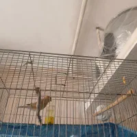 قناری نر ریزه خوان سالم|پرنده|قزوین, |دیوار