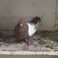 کبوتر طوقی|پرنده|عسلویه, |دیوار