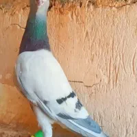 گمشده|حیوانات|کازرون, |دیوار