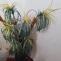 گل تزیینی درخت نخل|گل مصنوعی|تبریز, |دیوار