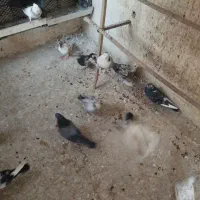 کفتر حسابی سرور،طوقی سرور مهر قیمت مناسب|پرنده|قم, نیروگاه|دیوار