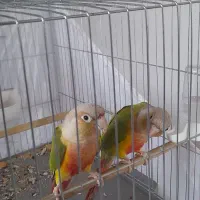 طوطی گرینچیک مولد|پرنده|ابهر, |دیوار