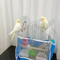 عروس هلندی|پرنده|مرودشت, ژیان|دیوار