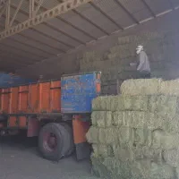 بیده خشک و پر برگ
