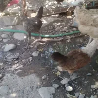 جوجه محلی فروشی