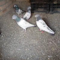 کبوتر پاکستانی