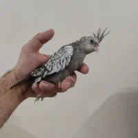 عروس هلندی سرلاکی