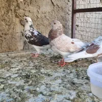 کبوتر|پرنده|اصفهان, امیرعرب|دیوار