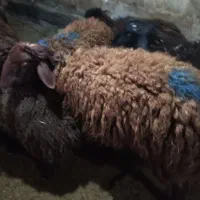 بره نر کشتاری چاق چاق|حیوانات مزرعه|کوهدشت, |دیوار