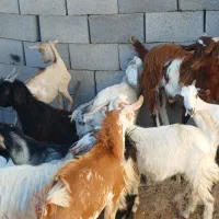 کهره گیسه بز خود بندرعباس با قصابی رایگان|حیوانات مزرعه|بندرعباس, |دیوار