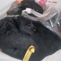 کله پاچه کامل