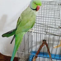 طوطی ملنگو نر فروش به علت کمبود جا