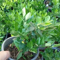 فروش گل یاس سطل ۱۰