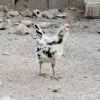 تخم مرغ گلین|حیوانات مزرعه|شیراز, رکن‌آباد|دیوار