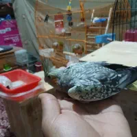 کوتوله|پرنده|بندرعباس, |دیوار