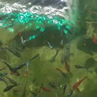 اکواریوم بزرگ و تمام وسایل ها|ماهی|زنجان, |دیوار