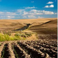 زمین مزروعی 6000متر