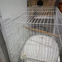 لوازم پرورش عروس هلندی|لوازم جانبی حیوانات|گنبد کاووس, |دیوار