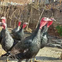 بوقلمون کردی اصیل|حیوانات مزرعه|هرسین, |دیوار