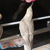 عروس هلندی