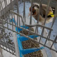 جوجه سهره امسالی رام رام