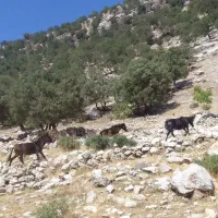 سلام گم شدن درصورت ۴۰ملیون مژدگانی داده میشود|حیوانات|اندیکا, |دیوار