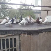 نروماده رنگه درجه۱ شش دانگ