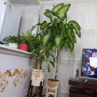 دو عدد گل دیفن درجه یک و بزرگ|گل و گیاه طبیعی|کاشمر, |دیوار