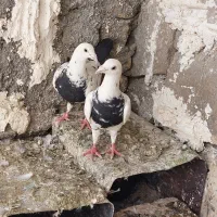 سینه مشهدی کرمونی