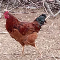 حیوانات|حیوانات مزرعه|قره ضیاالدین, |دیوار