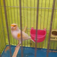 ماده قناری موزاییکی آماده آماده