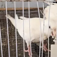 عروس آلببنو سه عدد معاوضه با کبوتر جفت باشه عالی