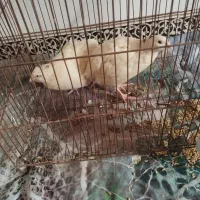 بلدرچین نرماده تخم گذار