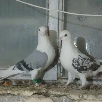 کفتر پوشتی خوشگل زات عالی بزمانت 1200