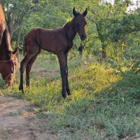 مادیون و کره نریون|اسب و تجهیزات اسب‌سواری|هشتگرد, هشتگرد قدیم|دیوار