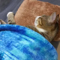 لئو بچه گربه مهربون و بازیگوش