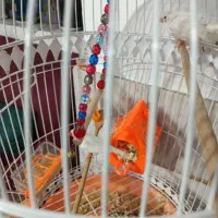 یک جفت فنچ سفید همراه باقفس|پرنده|پاکدشت, پاکدشت (مامازند)|دیوار