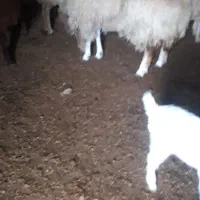 کاوروبزغاله گوشتی