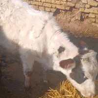 دو راس گوساله ماده ویکی‌مدیا راس نر جرسی