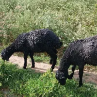 بره
