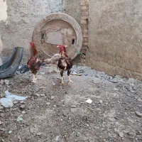خروس و جوجه لاری