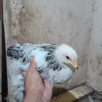 جوجه برهما ۵عدد