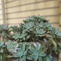 گل های زیبا|گل و گیاه طبیعی|تبریز, |دیوار