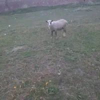 ۳ عدد میش رومانوف