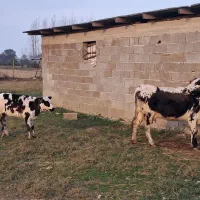 گاو دورگ محلی حامله همراه گوساله نر دورگ سیاه سفید|حیوانات مزرعه|ماسال, |دیوار