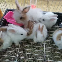 خرگوش لوپ در رنگهای متنوع با قیمتهای عالی|موش و خرگوش|مشهد, رضاشهر|دیوار