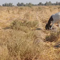 ۴ بزمنگوله دار ویک نری ۸ماهه|حیوانات مزرعه|چاه داد خدا, |دیوار