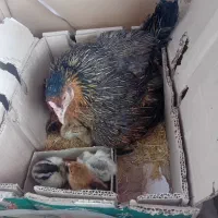 مرغ با ۱۶ تا جوجه
