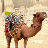 تور گشت جزیره قشم|تور و چارتر|قشم, |دیوار